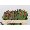 Protea Robijn