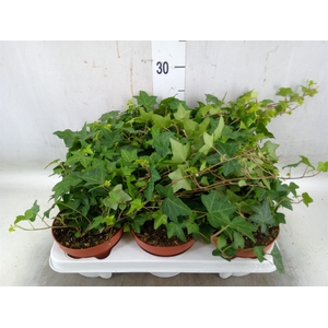 Hedera helix 'Pittsburgh'