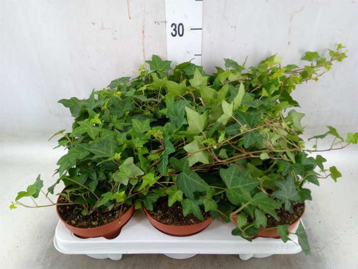 <h4>Hedera helix 'Pittsburgh'</h4>