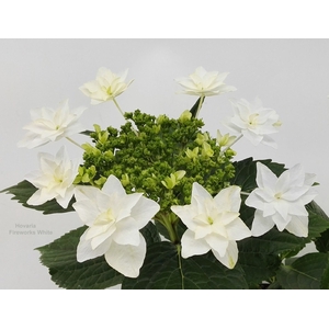 Hydrangea Vuurwerk Wit