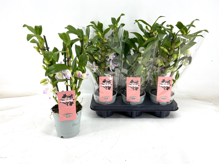 DENDR N S DR PANDORA