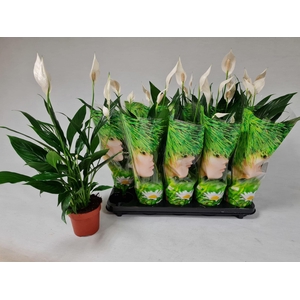 Spathiphyllum  'Alana'