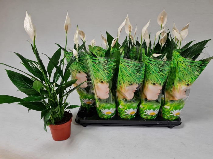 <h4>Spathiphyllum  'Alana'</h4>