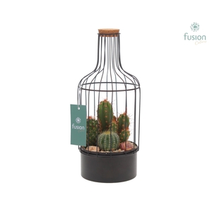 Metaal fles zwart Small met Cactussen
