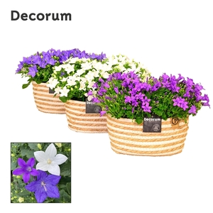 Campanula Mix Decorum Field Basket