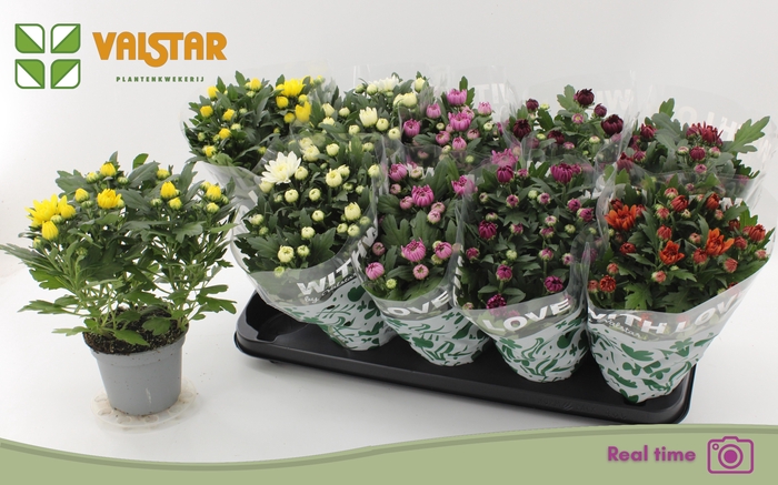 <h4>CHRYS GEM 7 KL</h4>