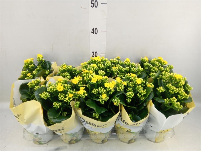 <h4>Kalanchoe  'RoseFlow Ruth'</h4>
