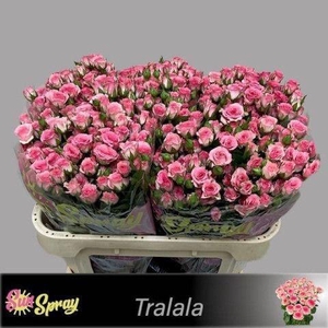 R TR TRALALA