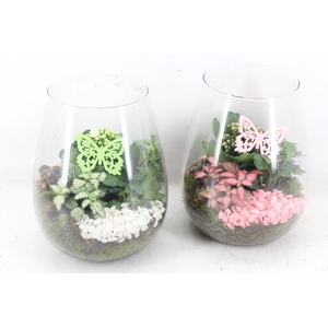 arr2 MB - Glas Roma - roze/wit