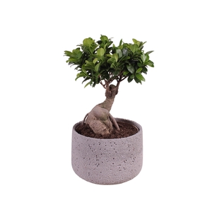 Ficus m. Ginseng ø22cm in ø25cm Deep Forest Nº367