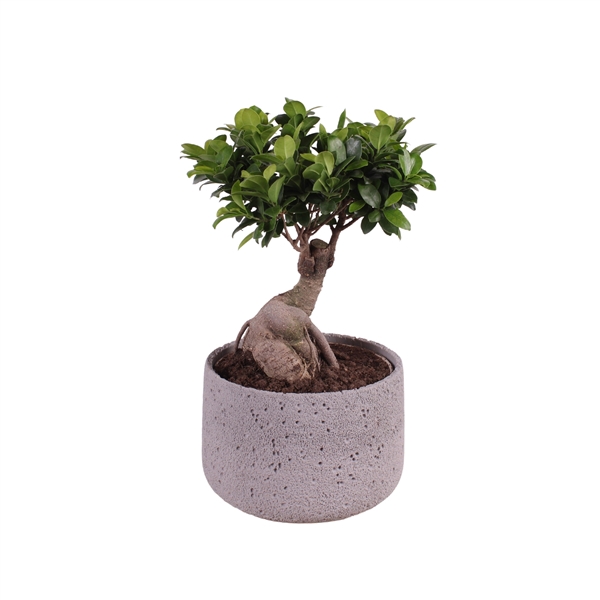 <h4>Ficus m. Ginseng ø22cm in ø25cm Deep Forest Nº367</h4>