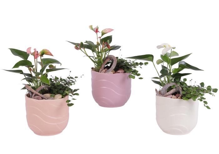 <h4>Yearround Arr. Indoor Ceramic Soft Elegance SE660 Ø14cm 2PP</h4>