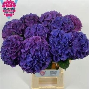 Hydr M Fa Anne 60cm