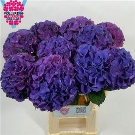 <h4>Hydr M Fa Anne 60cm</h4>