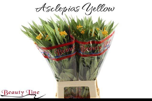 <h4>ASCL C SILKY GOLD</h4>