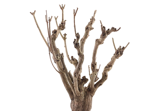 <h4>Syringa Branch Super Bordes</h4>