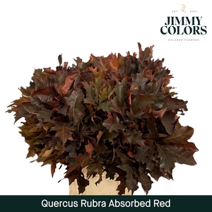 Absorbed Quercus Rubra L80 Red