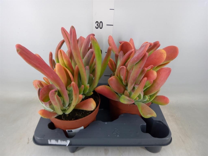 <h4>Kalanchoe NF   ...</h4>