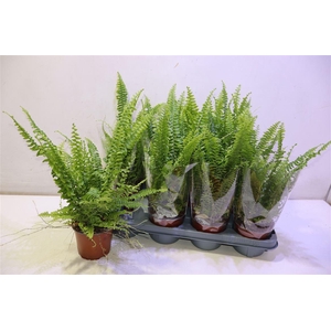 arr8 Nephr Ex Green Lady