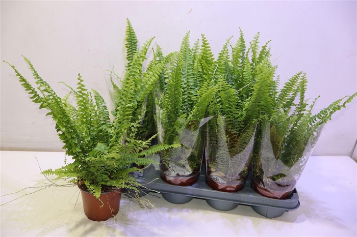 <h4>arr8 Nephr Ex Green Lady</h4>