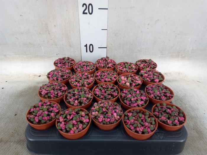 <h4>Succulents   ...</h4>