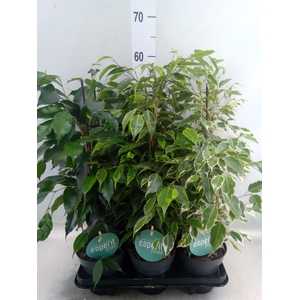Ficus benja.   ...mix