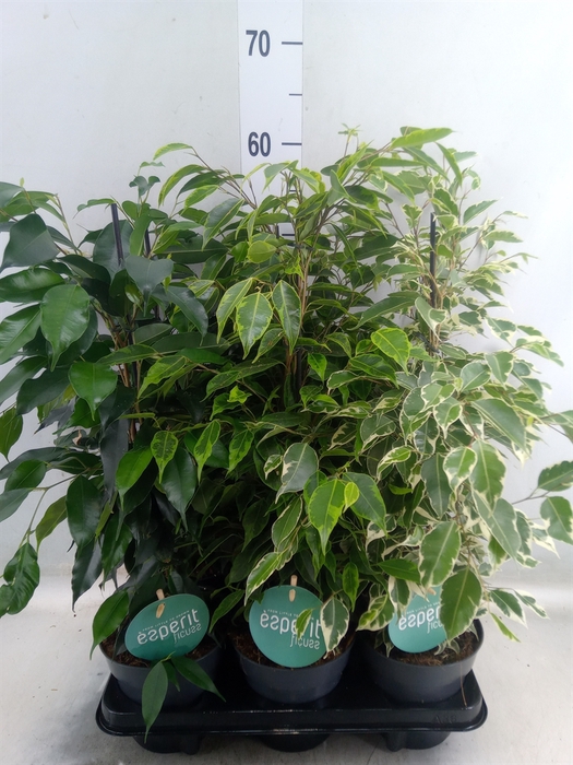 <h4>Ficus benja.   ...mix</h4>