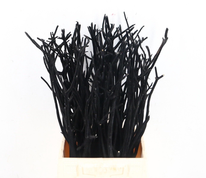 <h4>MITSUMATA H%</h4>