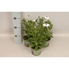Osteospermum Senorita Blanca (wit)