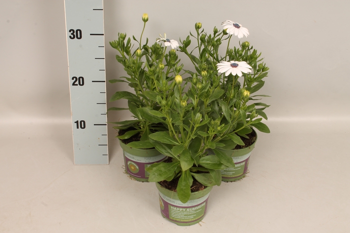Osteospermum Senorita Blanca (wit)