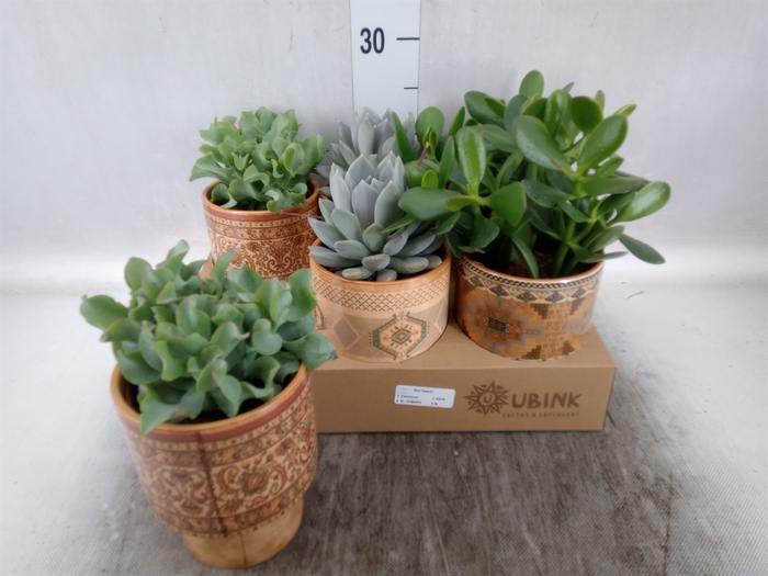 <h4>Succulents   ...</h4>