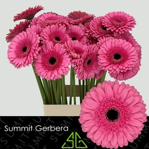 Gerbera Peppa Water x40 Lang