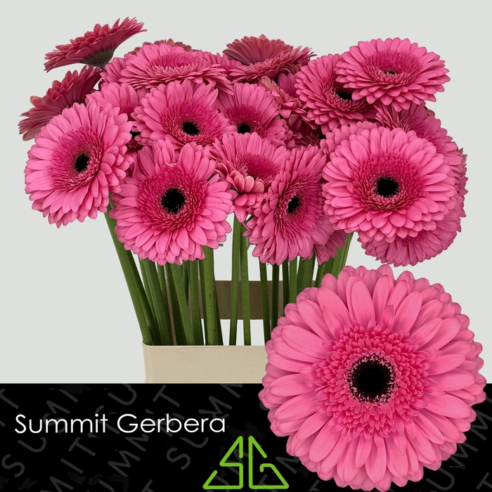 <h4>Gerbera Peppa Water x40 Lang</h4>