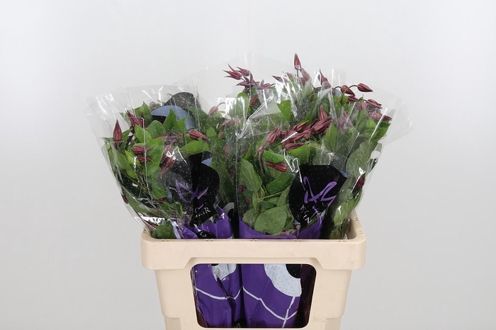 <h4>Clem Amazing Kyiv</h4>