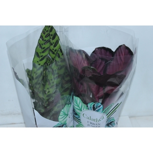 CALATHEA P17 VARIADO