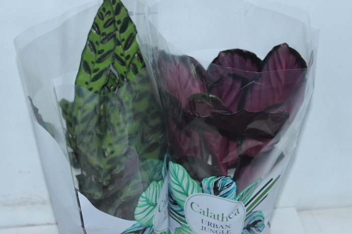 <h4>CALATHEA P17 VARIADO</h4>