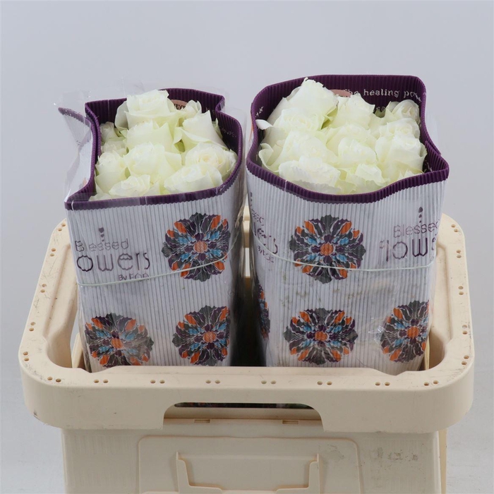 <h4>Rosa gr Proud</h4>