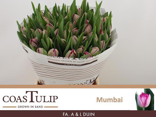 <h4>TU DU MUMBAI</h4>