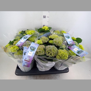 Hydrangea mac. 'Magical Revolution'