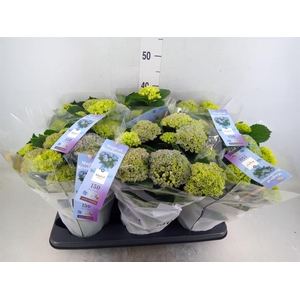 Hydrangea mac. 'Magical Revolution'