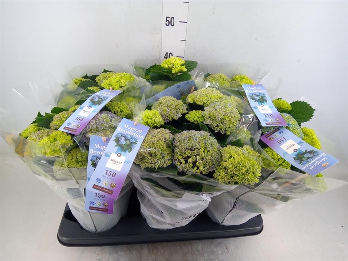<h4>Hydrangea mac. 'Magical Revolution'</h4>