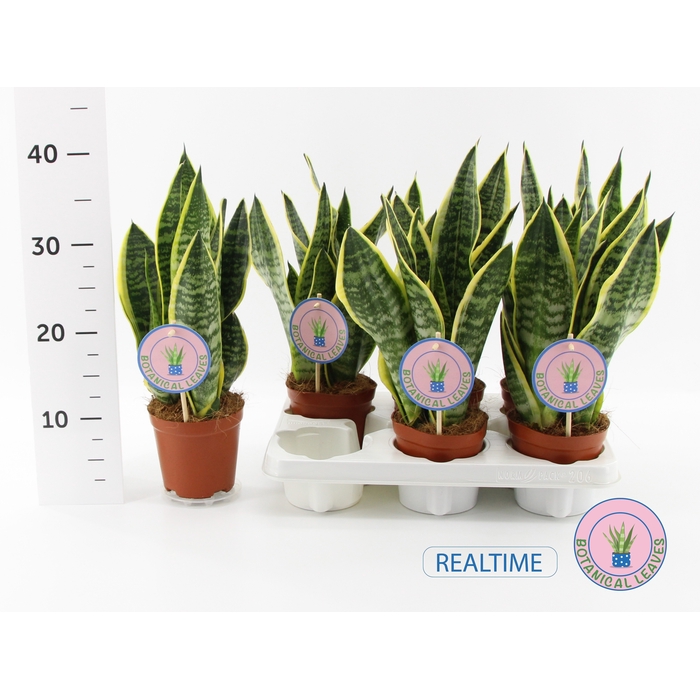 <h4>Sansevieria trifasciata Superba 12Ø 35cm</h4>