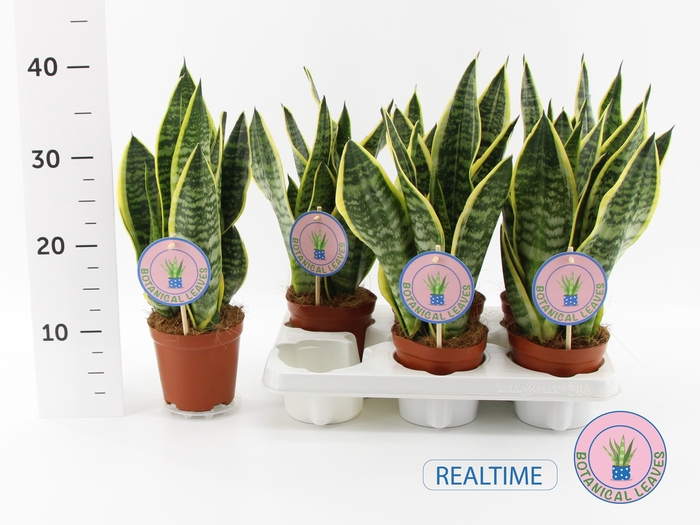 Sansevieria trifasciata Superba 12Ø 35cm