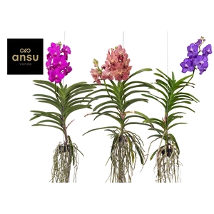 Vanda A2 XL Colour Mix