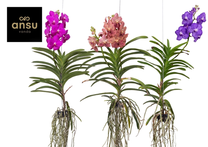 <h4>Vanda A2 XL Colour Mix</h4>
