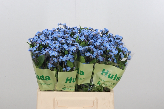 Myosotis