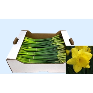 NARC T DUTCH MAST BS