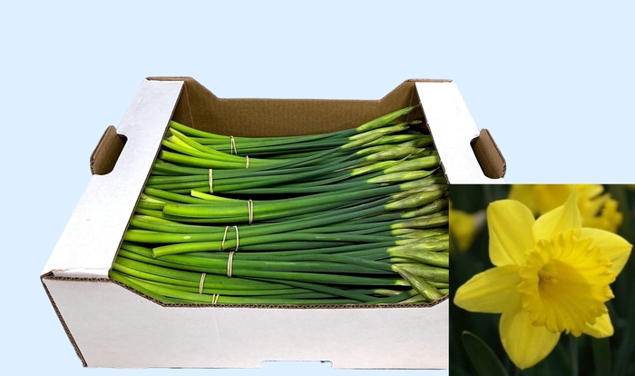 <h4>NARC T DUTCH MAST BS</h4>