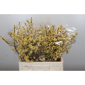 Ilex Citronella