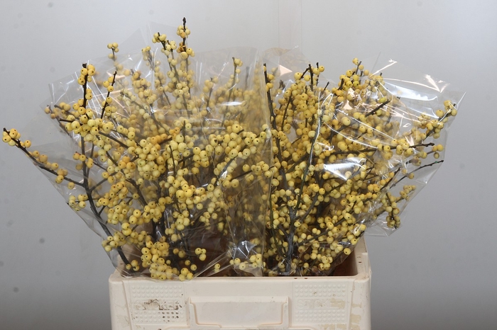 <h4>Ilex Citronella</h4>